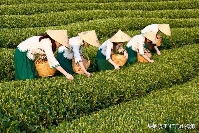 政和县白毫大白茶品种茶树年开始产制银针