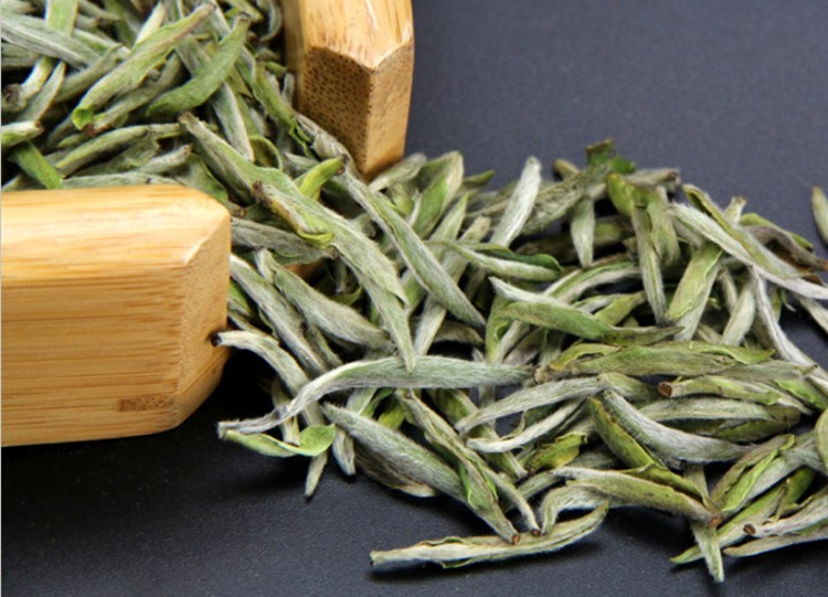 政和县白毫大白茶品种茶树年开始产制银针